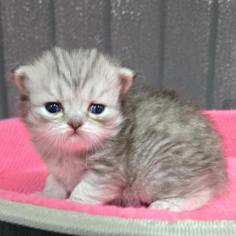 販売中の福岡県のミヌエット-138386の3枚目