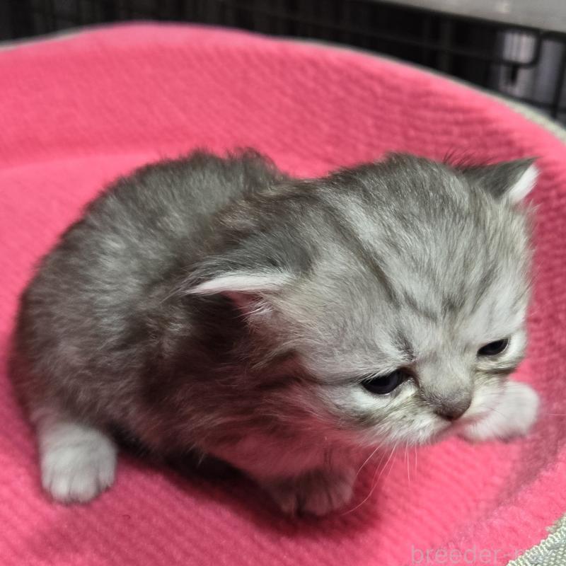 販売中の福岡県のミヌエット-138386の2枚目