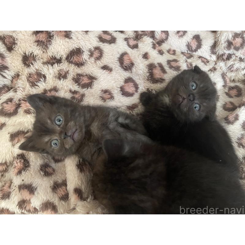 販売中の岡山県のミックス-138387の2枚目