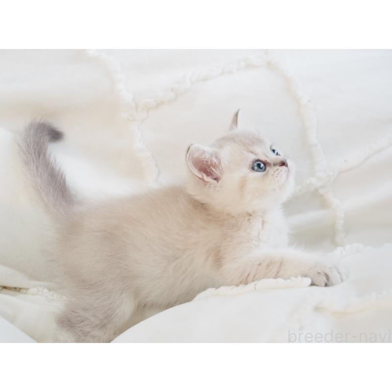 販売中の千葉県のスコティッシュストレート-138388の6枚目