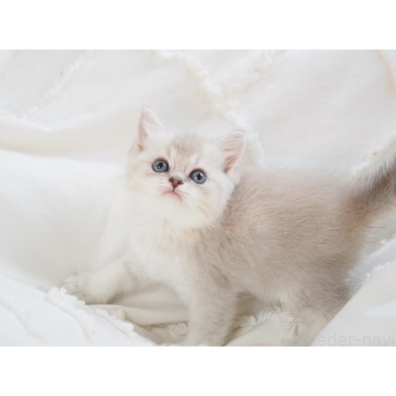 販売中の千葉県のスコティッシュストレート-138388の5枚目