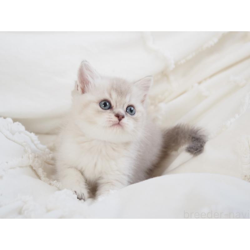 販売中の千葉県のスコティッシュストレート-138388の3枚目