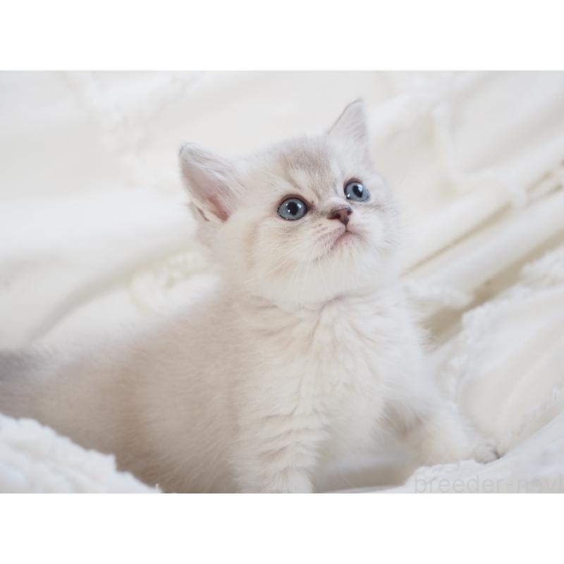 販売中の千葉県のスコティッシュストレート-138388の2枚目