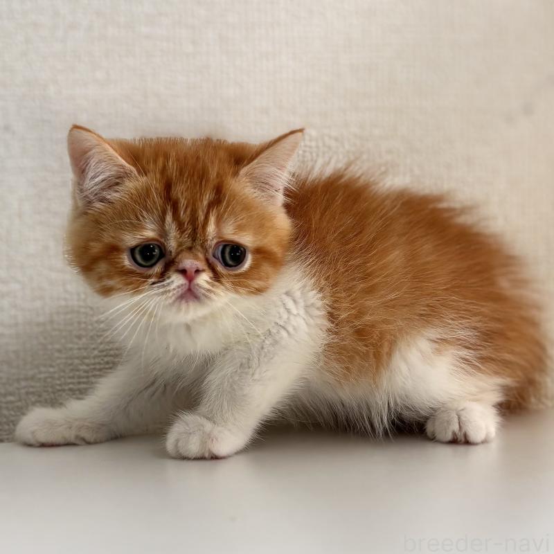 販売中の埼玉県のエキゾチックショートヘア-135171