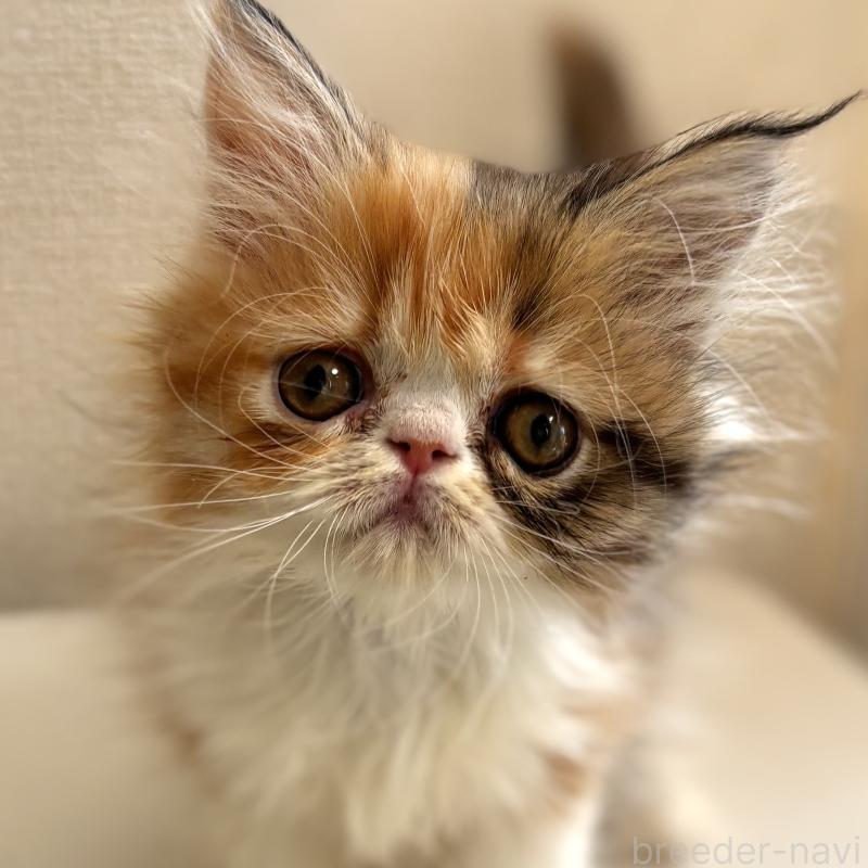 販売中の埼玉県のエキゾチックロングヘア-135174