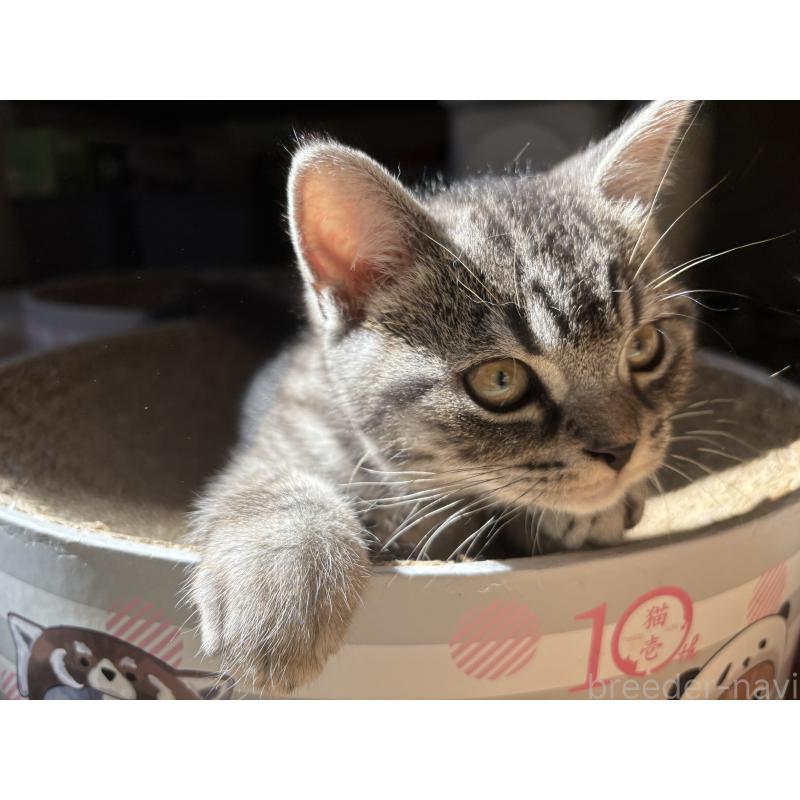 販売中の千葉県のスコティッシュフォールド-134881の2枚目