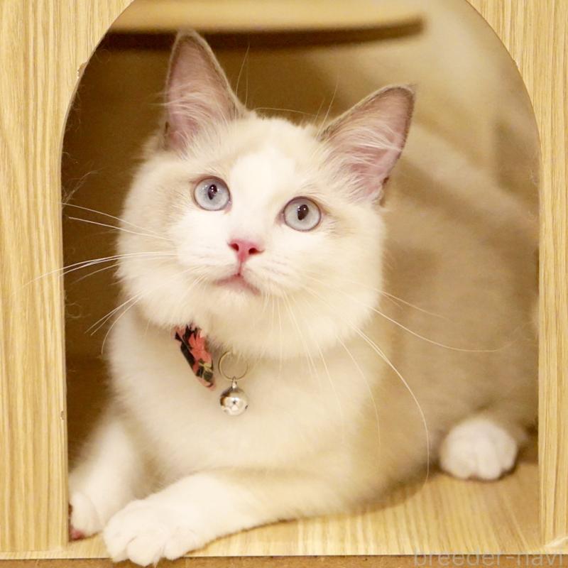 販売中の東京都のラグドール-130370