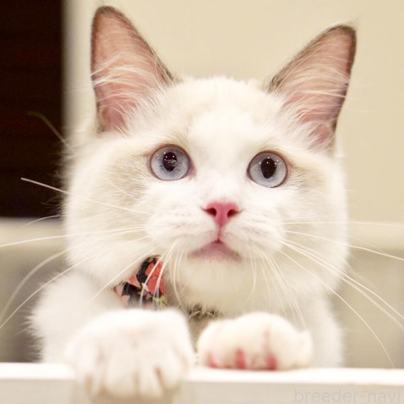 販売中の東京都のラグドール-130370の15枚目