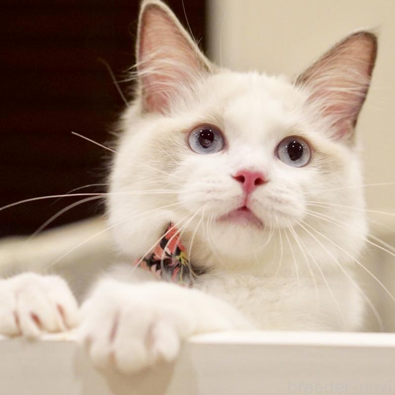 販売中の東京都のラグドール-130370の14枚目