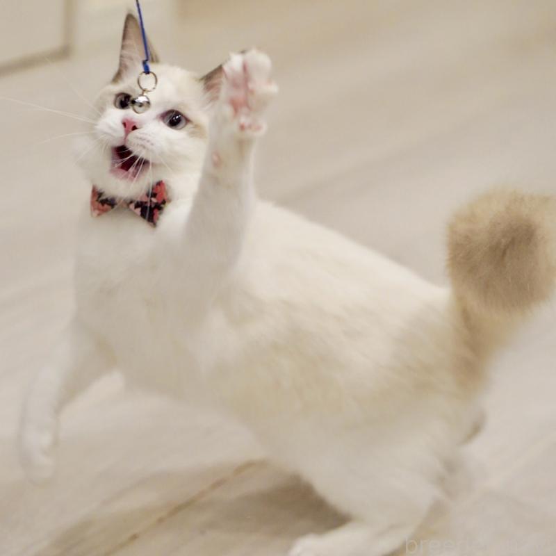 販売中の東京都のラグドール-130370の12枚目