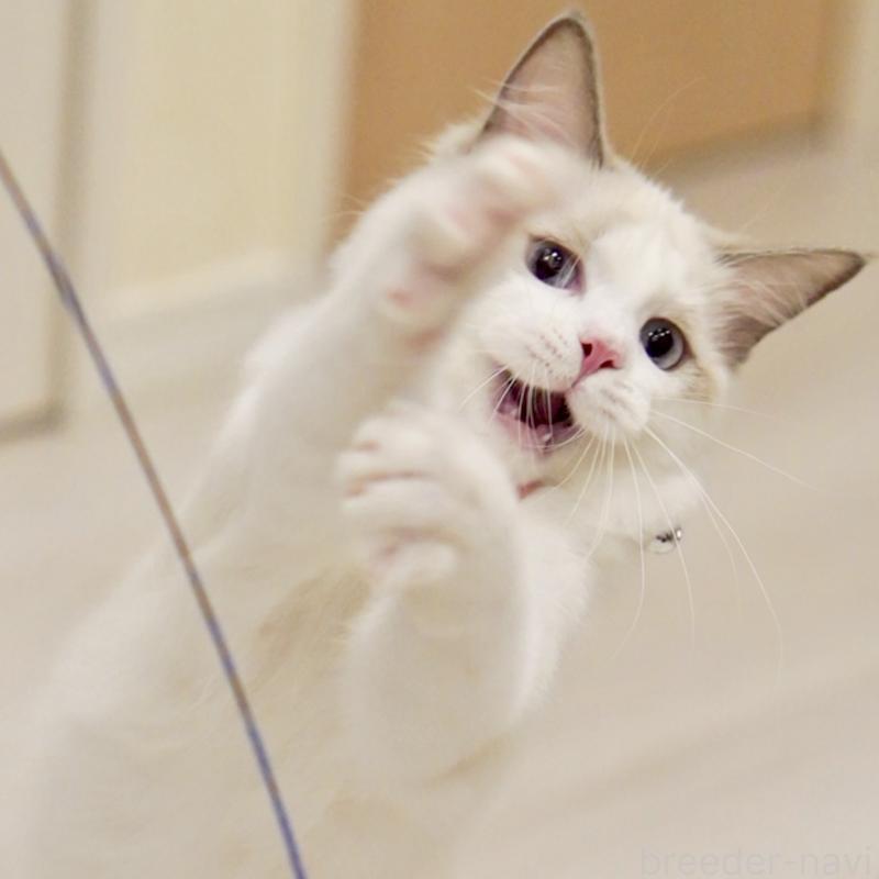 販売中の東京都のラグドール-130370の11枚目