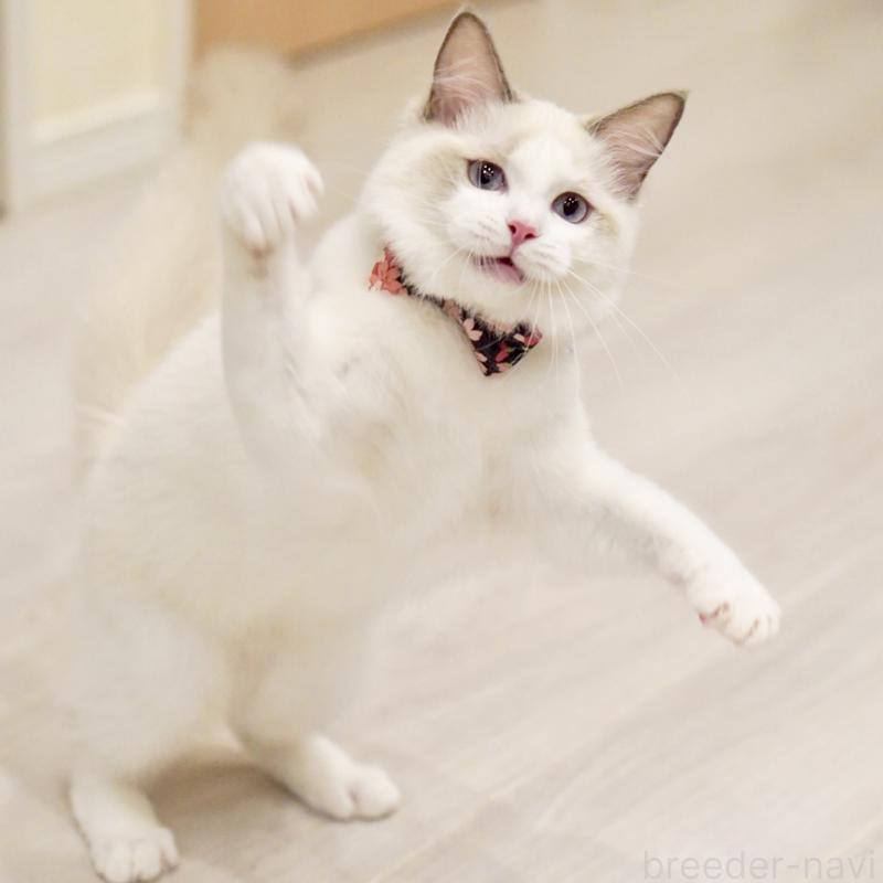 販売中の東京都のラグドール-130370の10枚目