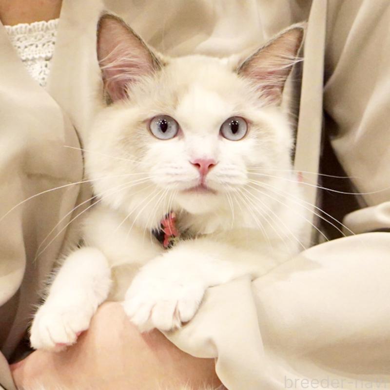 販売中の東京都のラグドール-130370の9枚目