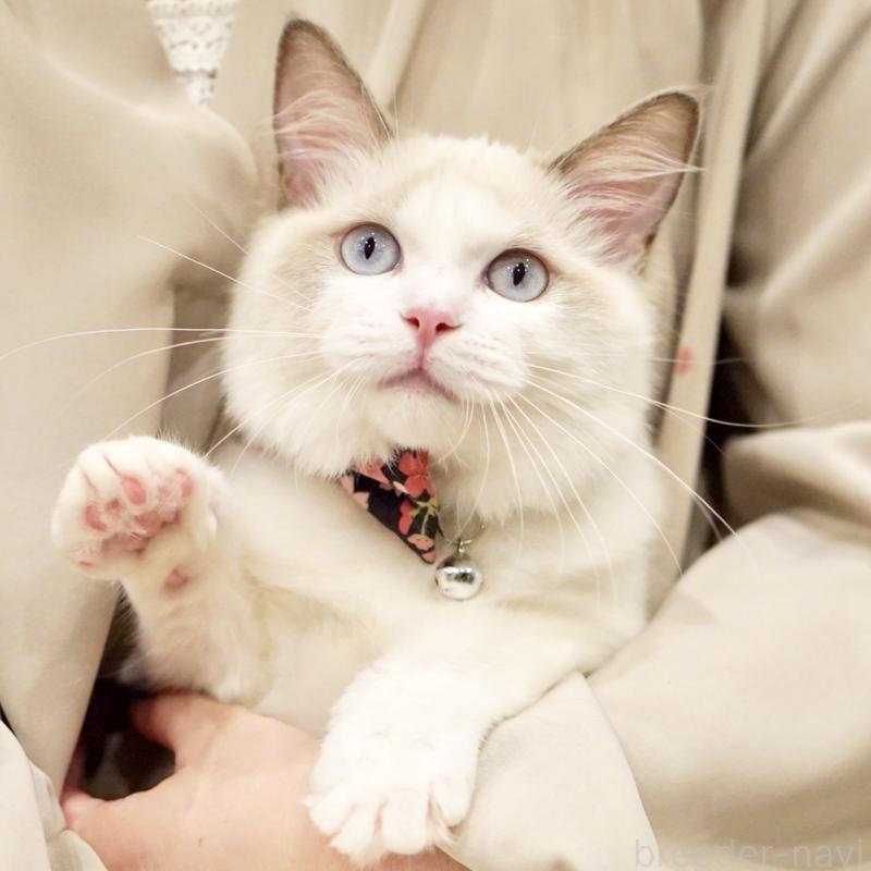 販売中の東京都のラグドール-130370の8枚目