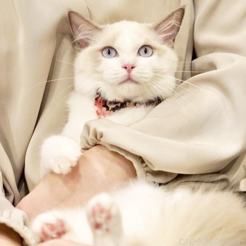 販売中の東京都のラグドール-130370の6枚目