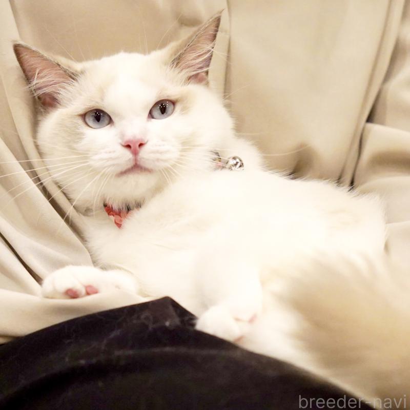 販売中の東京都のラグドール-130370の5枚目