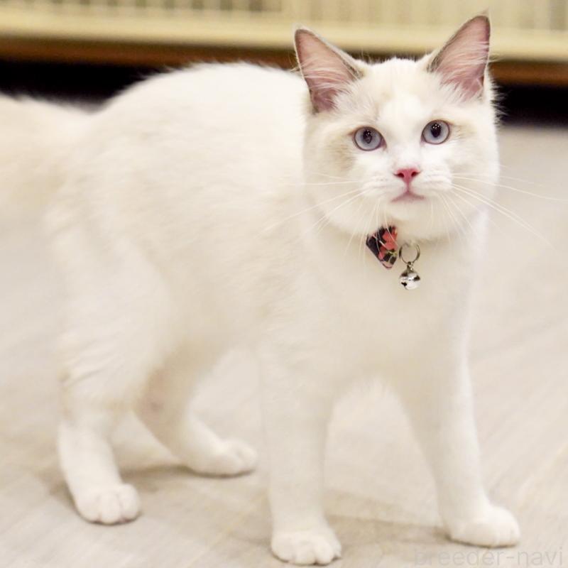 販売中の東京都のラグドール-130370の4枚目