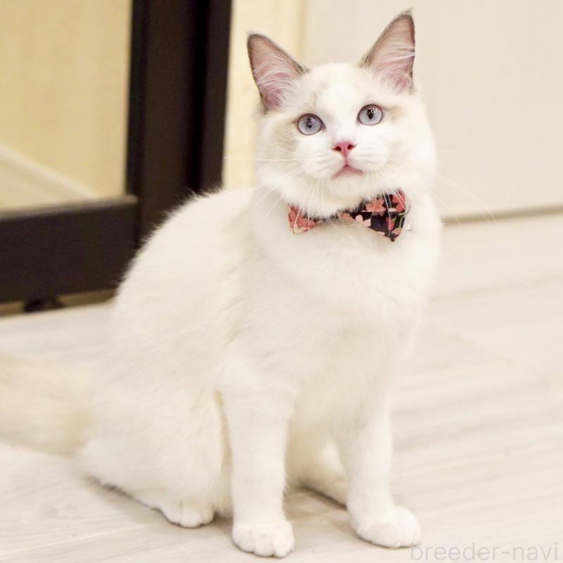 販売中の東京都のラグドール-130370の3枚目