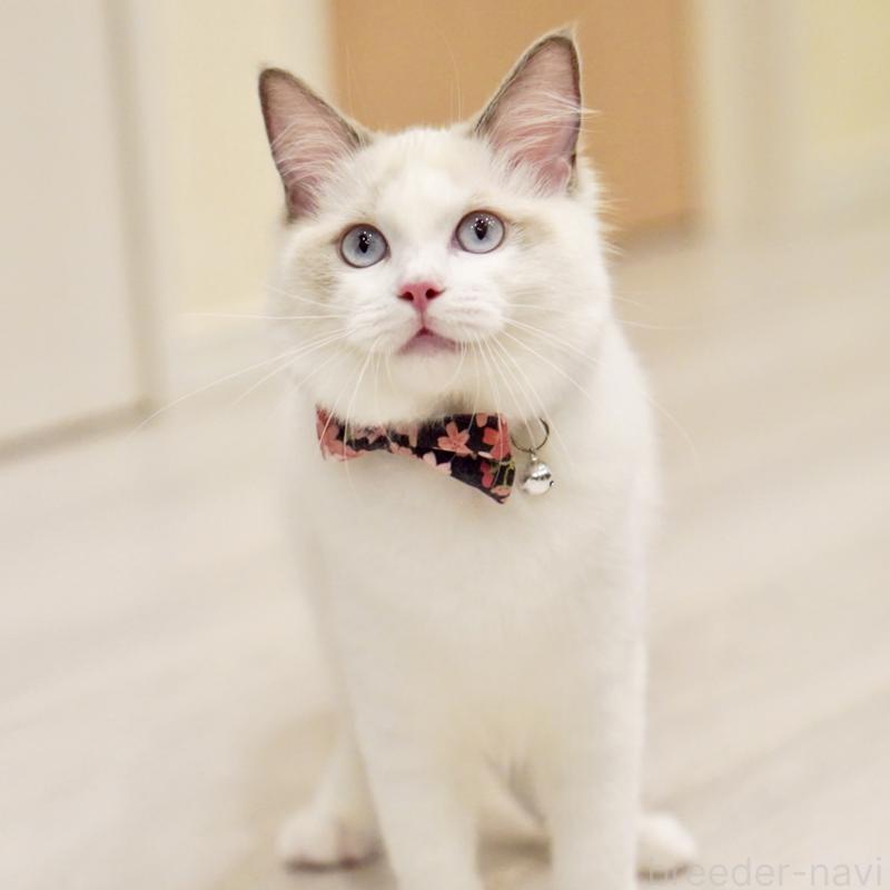 販売中の東京都のラグドール-130370の2枚目