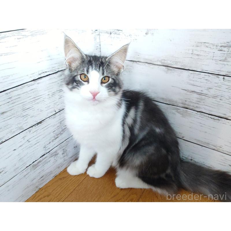 販売中の東京都のノルウェージャンフォレストキャット-130923の9枚目