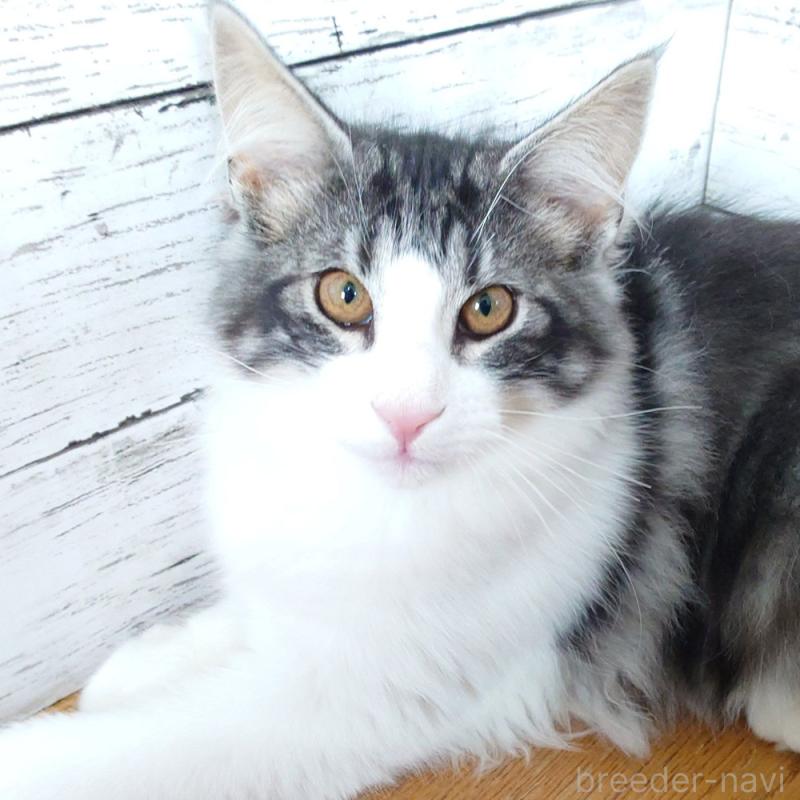 販売中の東京都のノルウェージャンフォレストキャット-130923の7枚目