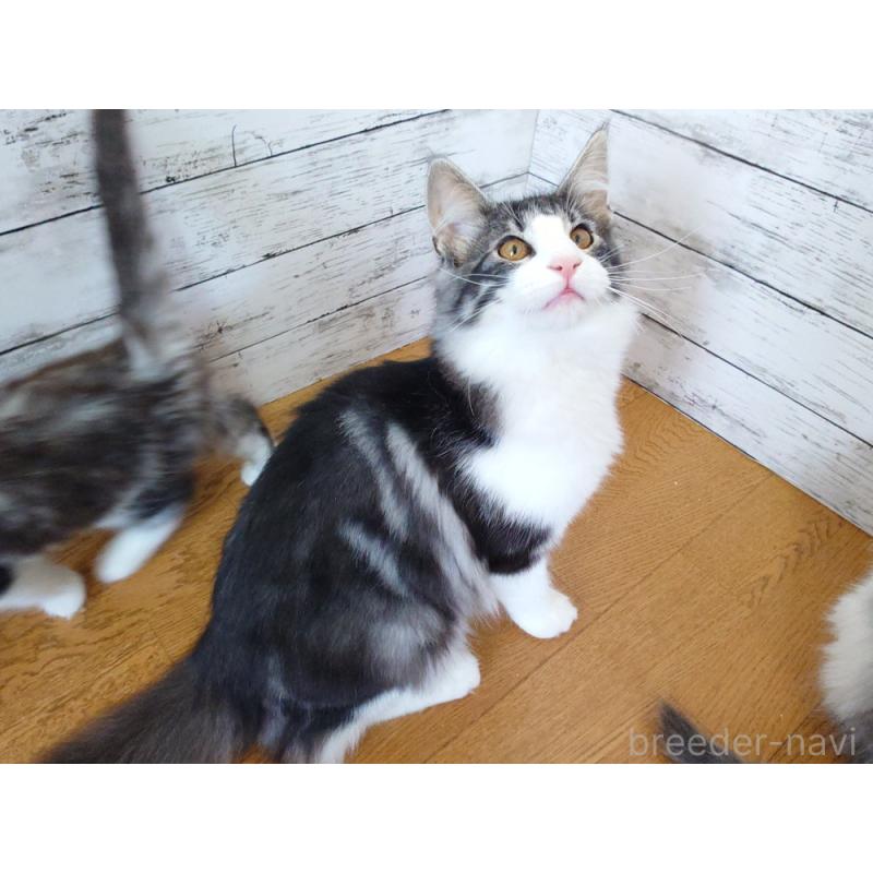 販売中の東京都のノルウェージャンフォレストキャット-130923の6枚目