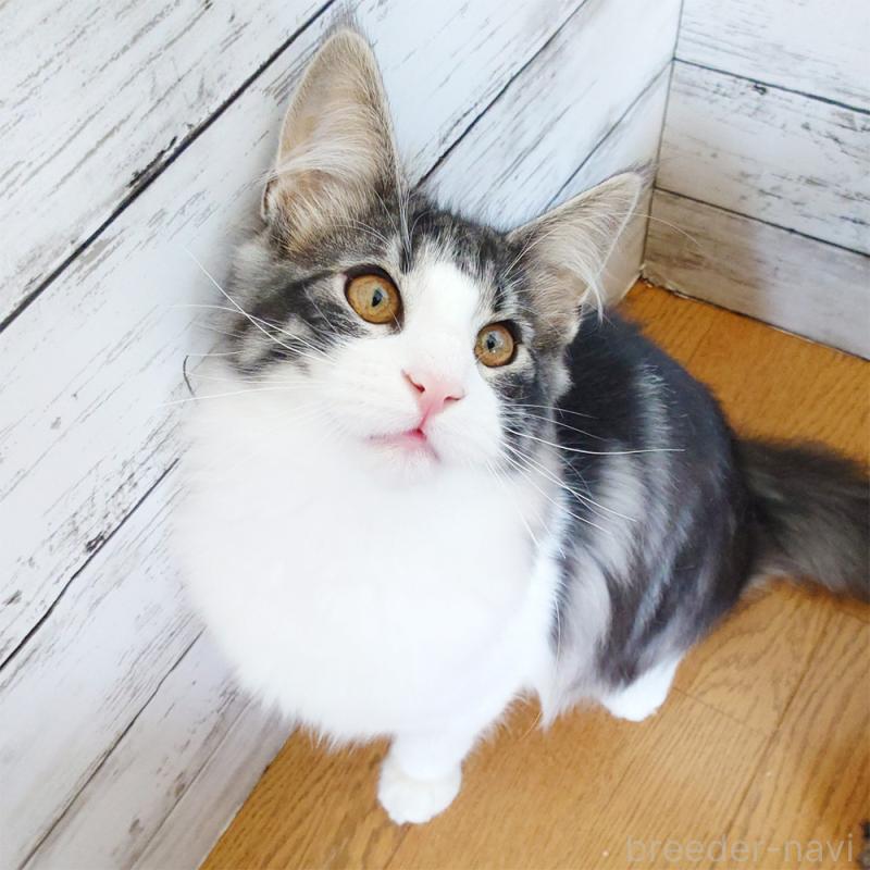 販売中の東京都のノルウェージャンフォレストキャット-130923の4枚目