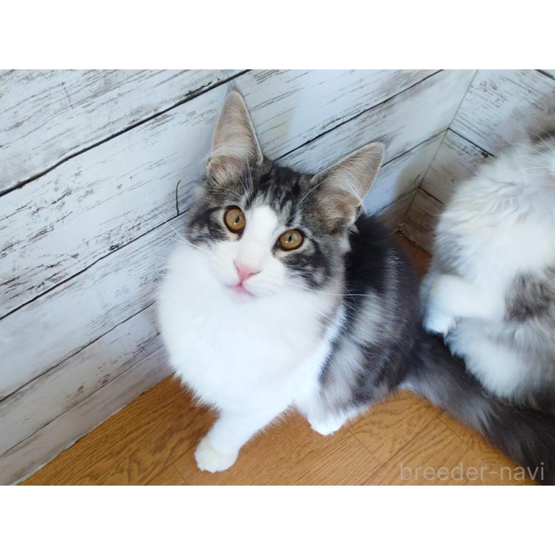 販売中の東京都のノルウェージャンフォレストキャット-130923の5枚目
