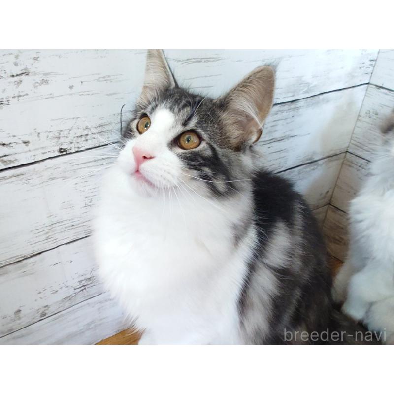 販売中の東京都のノルウェージャンフォレストキャット-130923の3枚目
