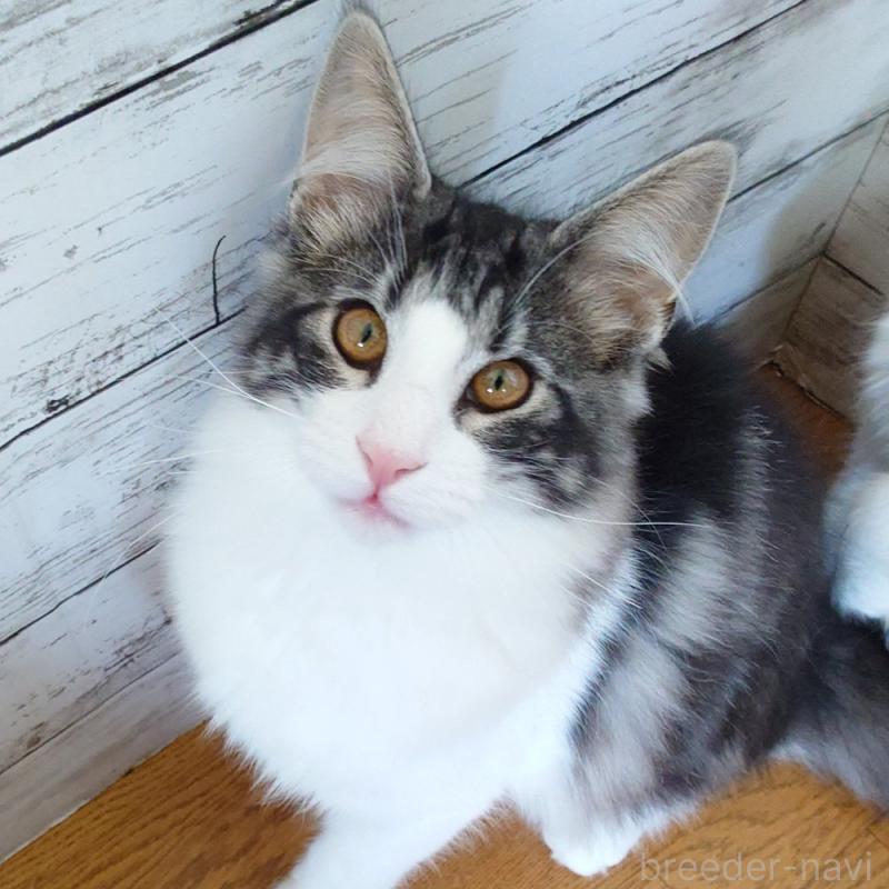 販売中ののノルウェージャンフォレストキャット-130923