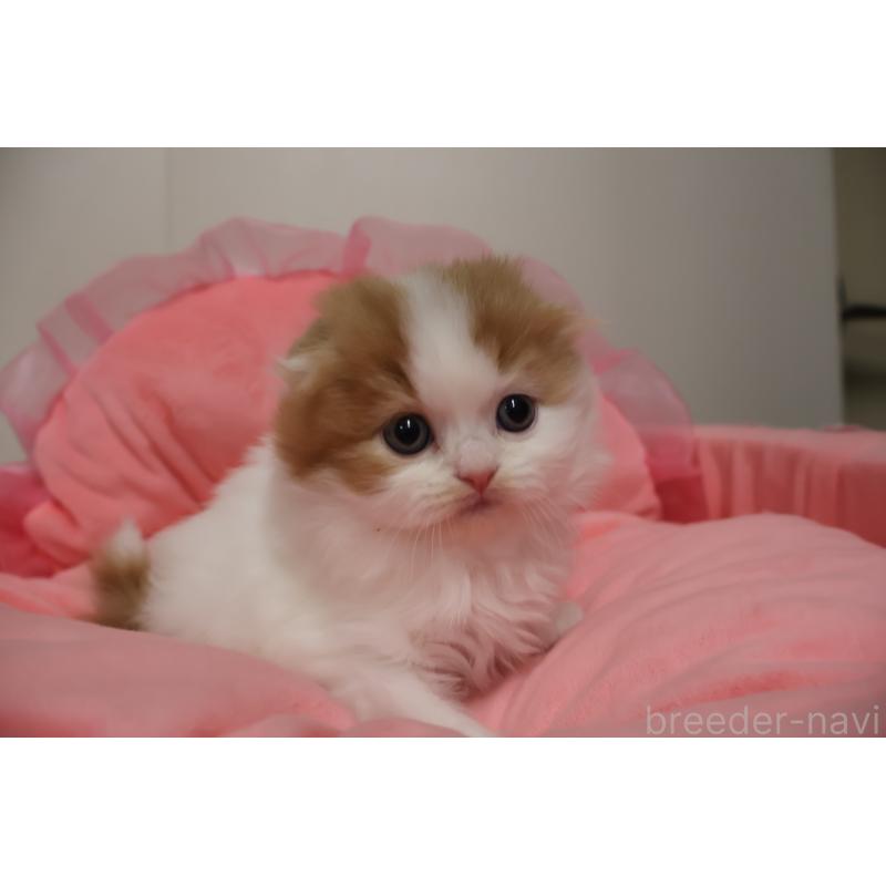 販売中の東京都のスコティッシュフォールド(折れ耳)-137336の12枚目