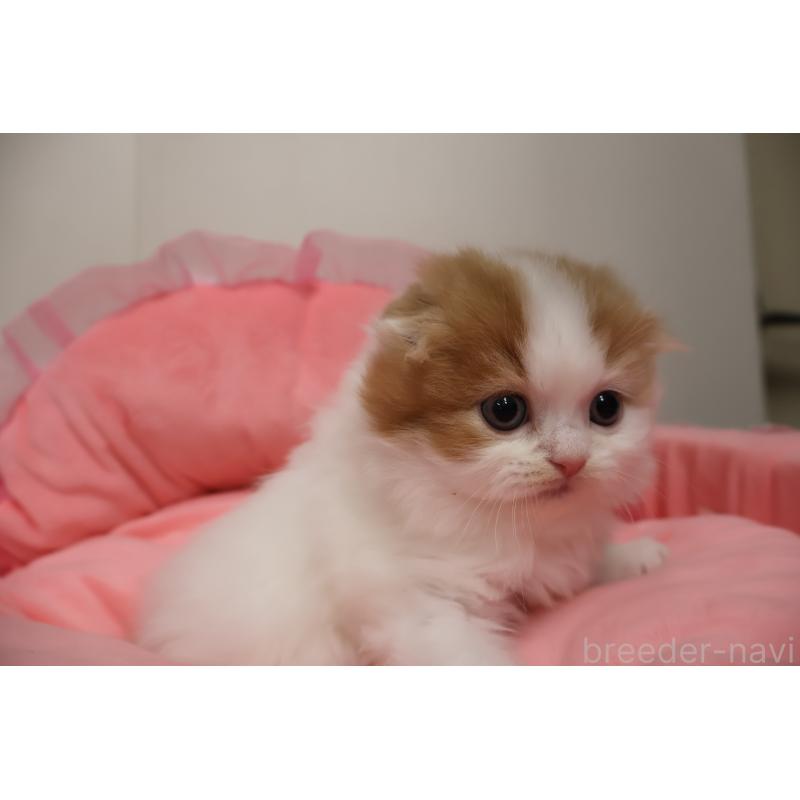 販売中の東京都のスコティッシュフォールド(折れ耳)-137336の11枚目