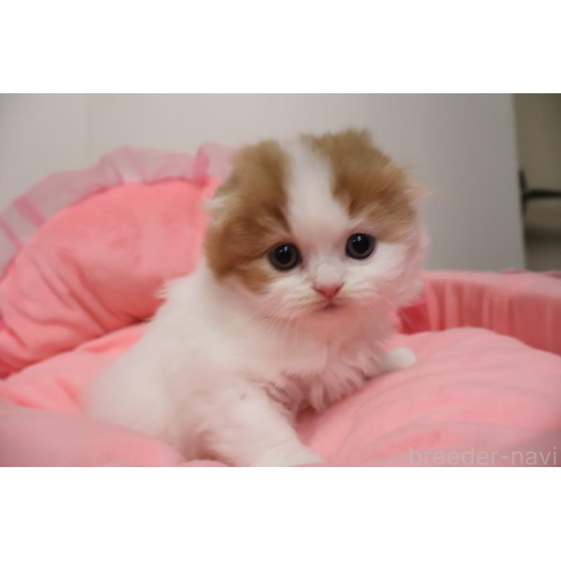 販売中の東京都のスコティッシュフォールド(折れ耳)-137336の10枚目