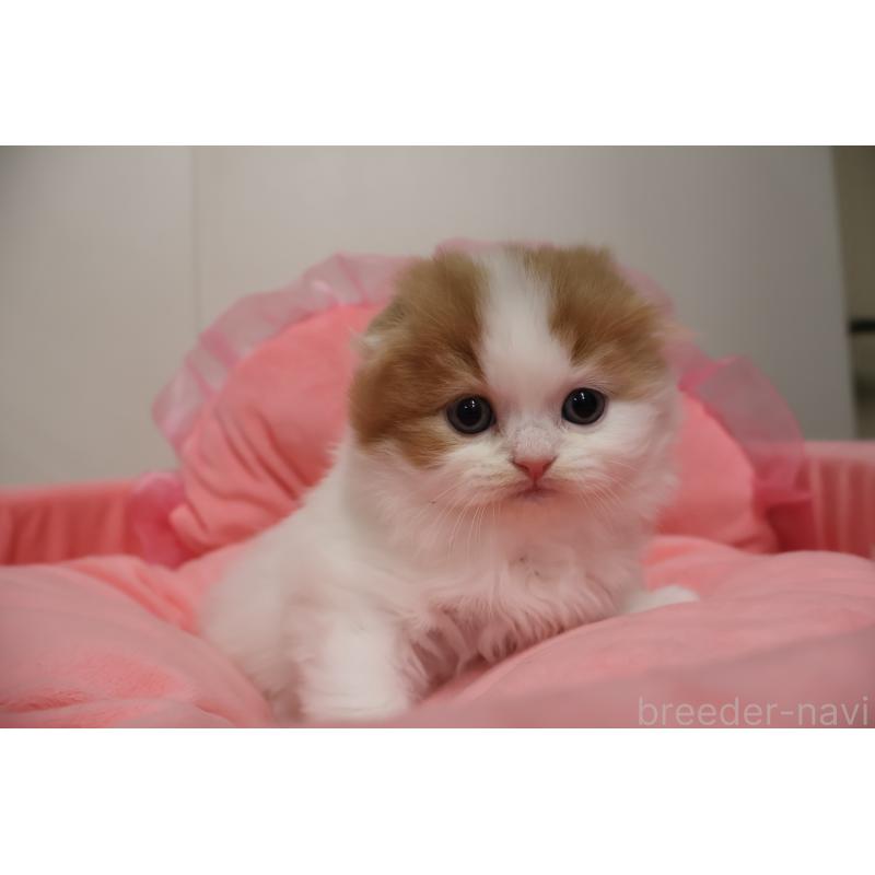 販売中の東京都のスコティッシュフォールド(折れ耳)-137336の9枚目