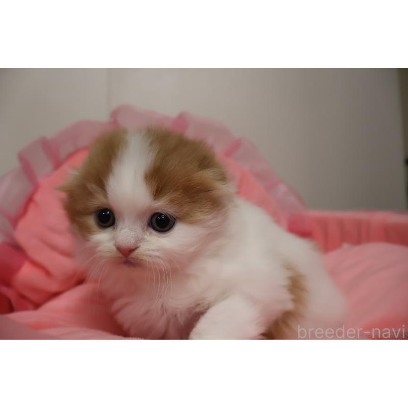 販売中の東京都のスコティッシュフォールド(折れ耳)-137336の8枚目
