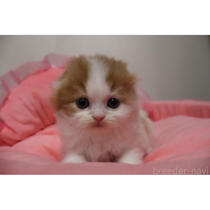 販売中の東京都のスコティッシュフォールド(折れ耳)-137336の7枚目