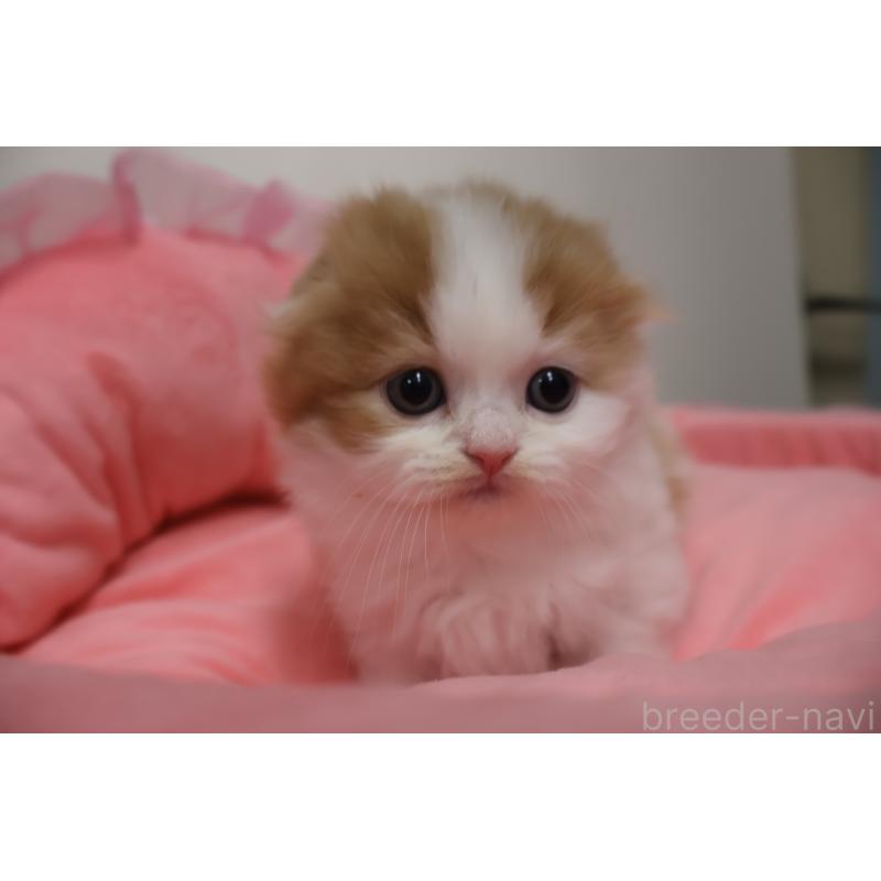 販売中の東京都のスコティッシュフォールド(折れ耳)-137336の6枚目
