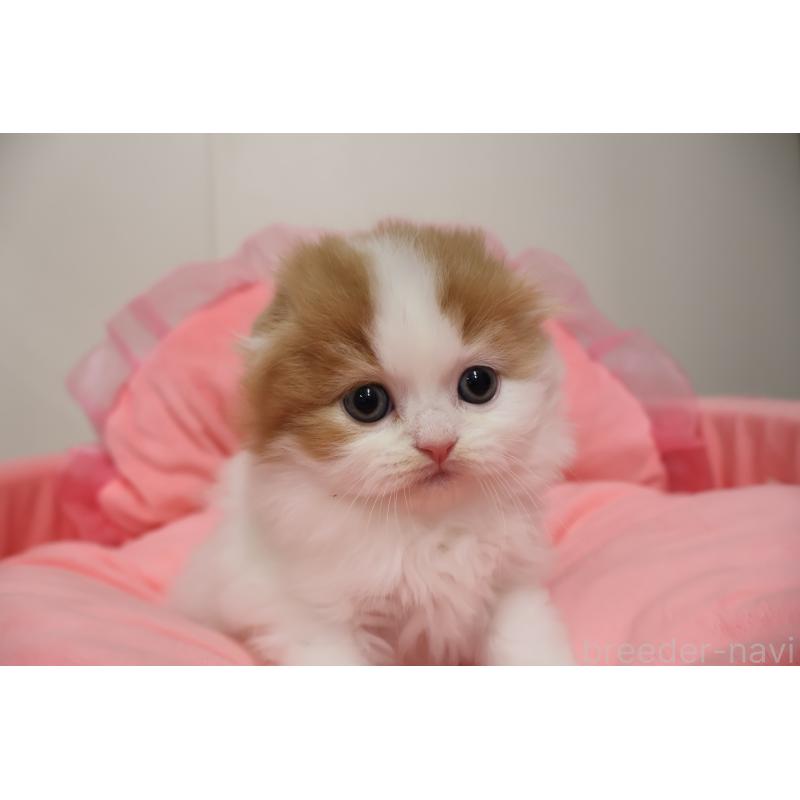 販売中の東京都のスコティッシュフォールド(折れ耳)-137336の5枚目