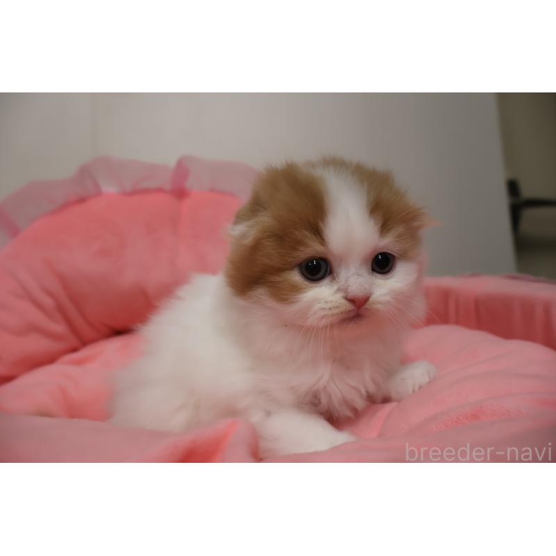 販売中の東京都のスコティッシュフォールド(折れ耳)-137336の4枚目