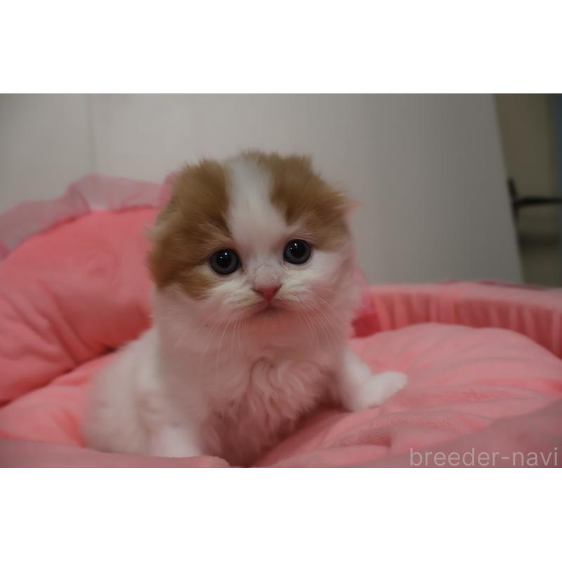 販売中の東京都のスコティッシュフォールド(折れ耳)-137336の3枚目