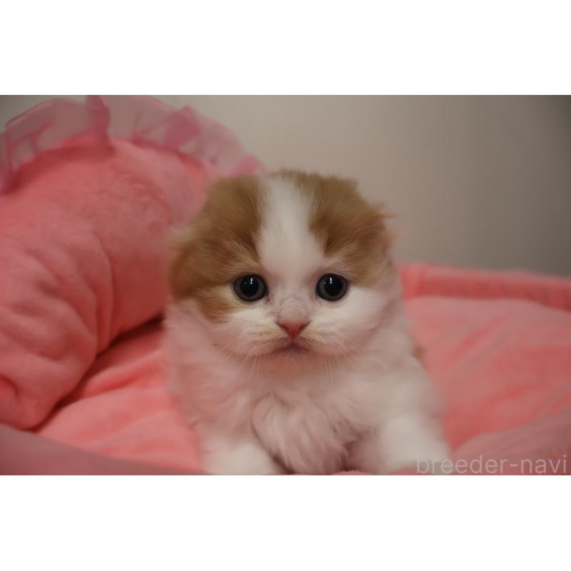 販売中の東京都のスコティッシュフォールド(折れ耳)-137336の2枚目