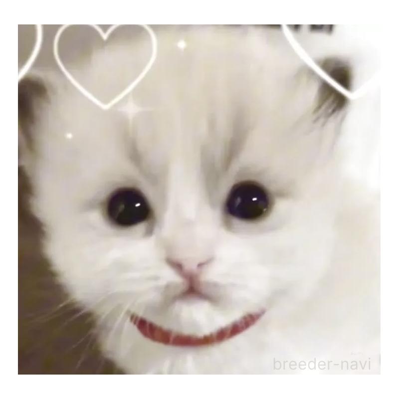 販売中の岐阜県のラグドール-138408の1枚目