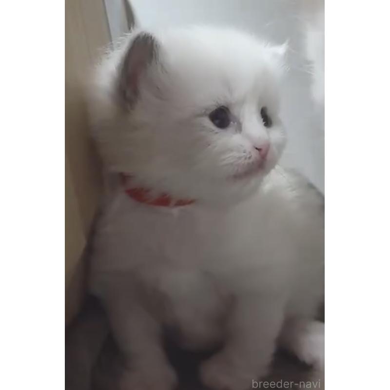 販売中の岐阜県のラグドール-138408の4枚目