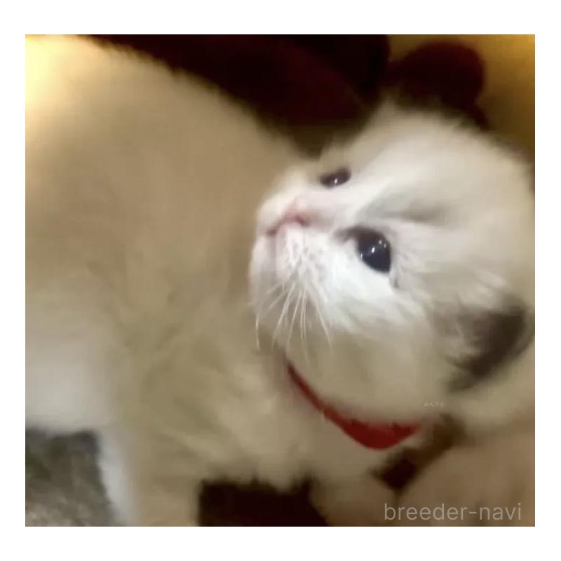 販売中の岐阜県のラグドール-138408の2枚目