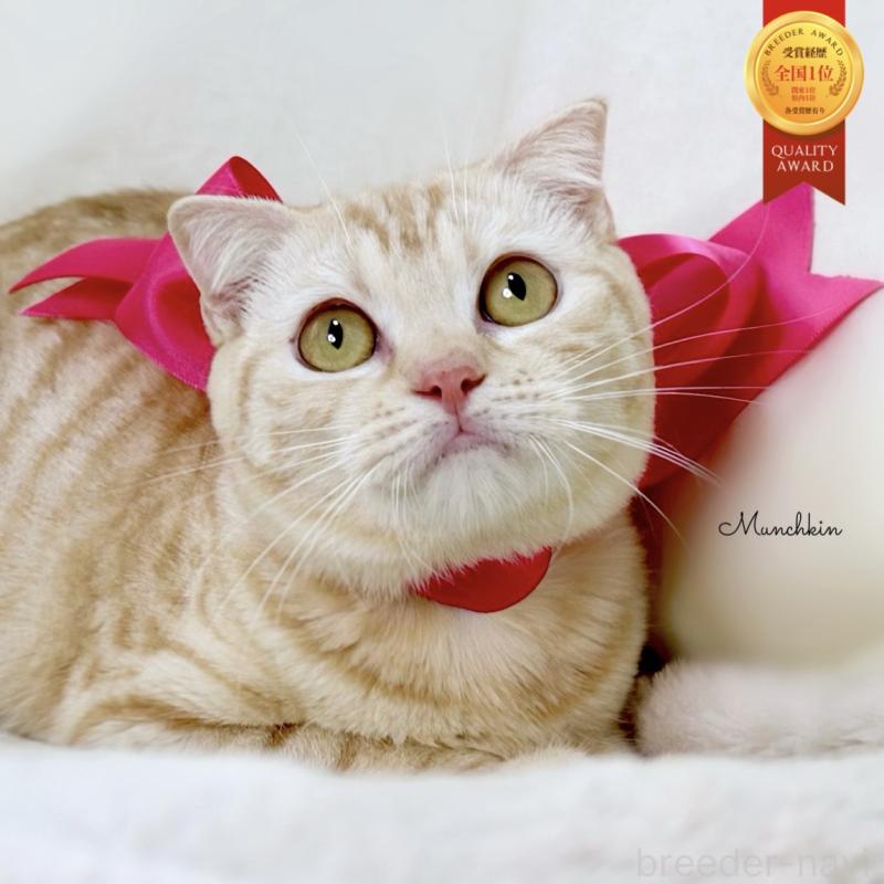 販売中の栃木県のマンチカン-138407の1枚目