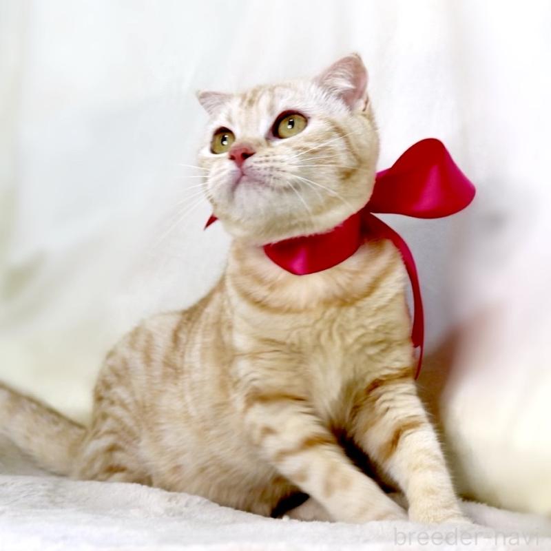 販売中の栃木県のマンチカン-138407の10枚目