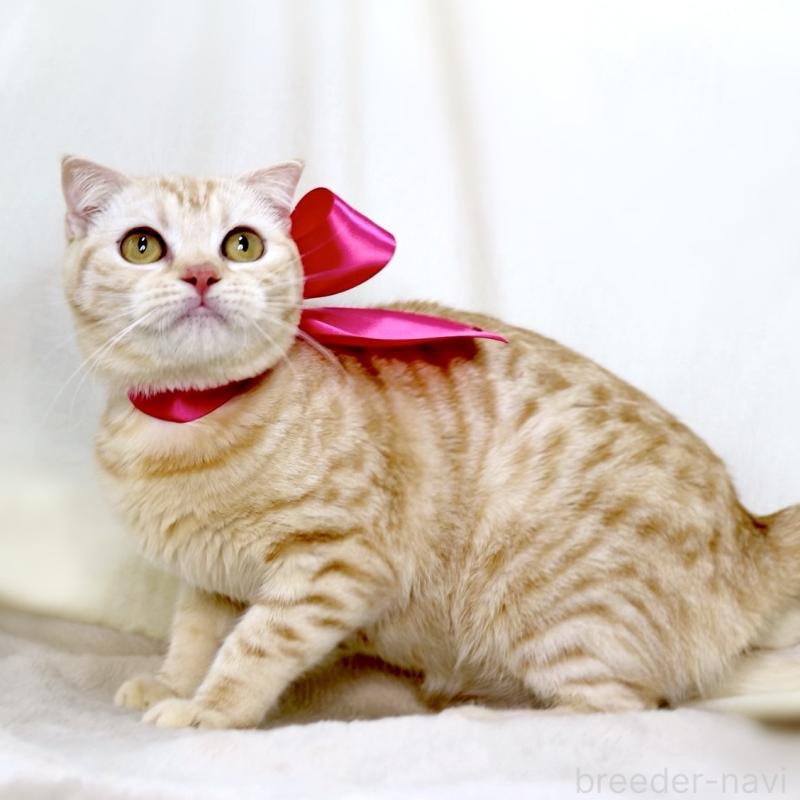 販売中の栃木県のマンチカン-138407の7枚目