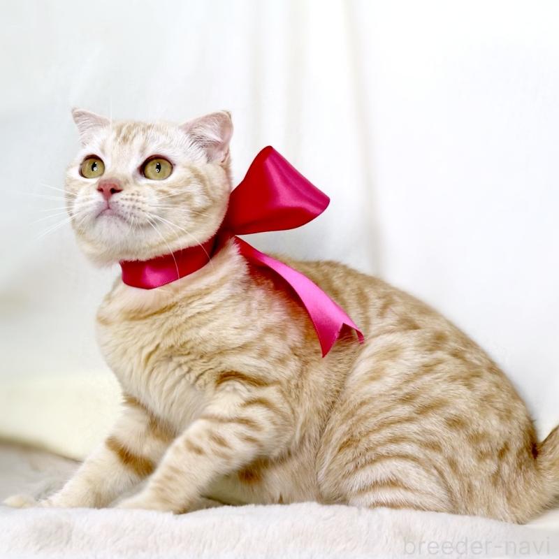 販売中の栃木県のマンチカン-138407の6枚目