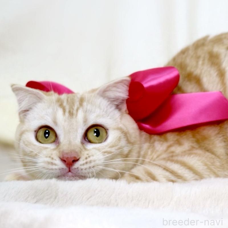 販売中の栃木県のマンチカン-138407の3枚目