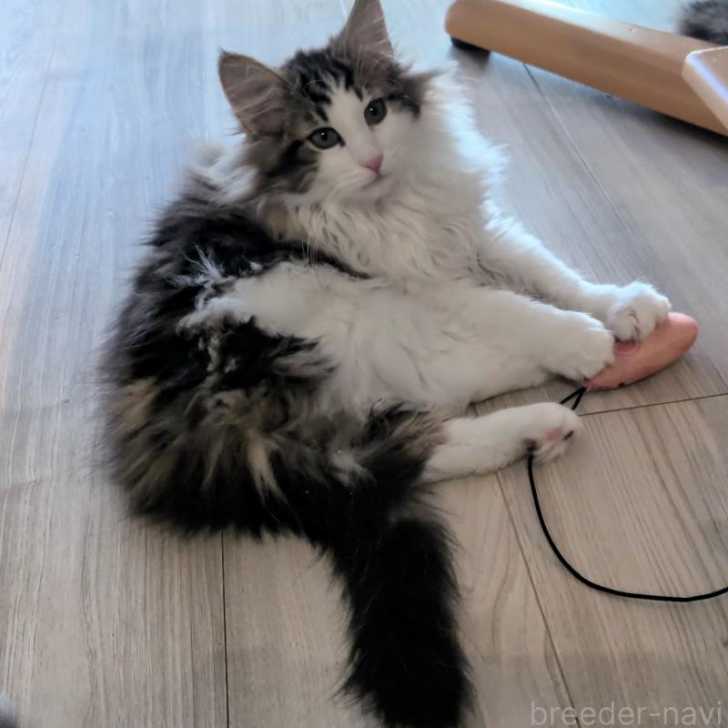 販売中の埼玉県のノルウェージャンフォレストキャット-134153の3枚目